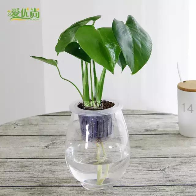 超实用水培植物怎么养,最合适懒人养的4种水培植物