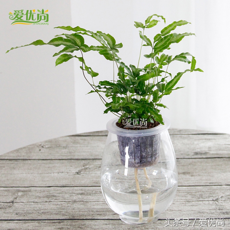 超实用水培植物怎么养,最合适懒人养的4种水培植物