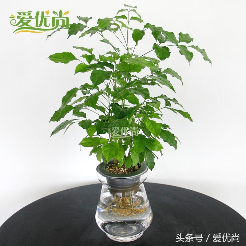 超实用水培植物怎么养,最合适懒人养的4种水培植物