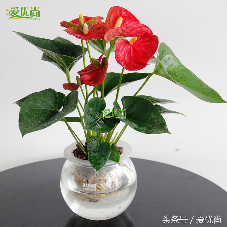 超实用水培植物怎么养,最合适懒人养的4种水培植物