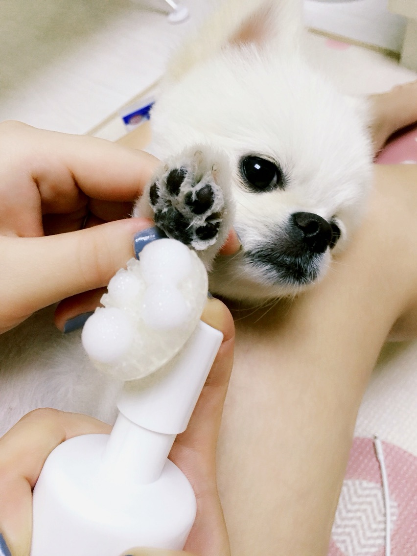 体贴的麻麻~狗狗爪爪大保健，还我嫩嫩的纤纤玉足