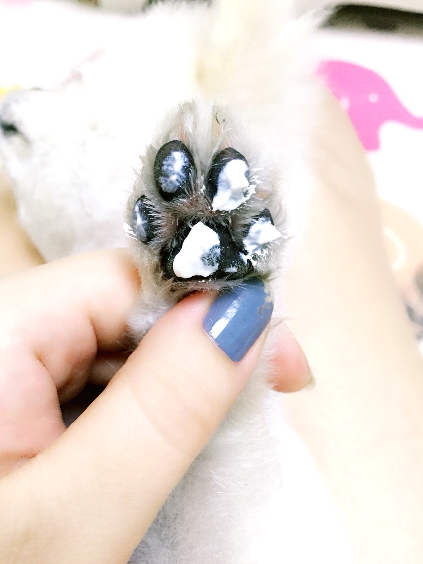 体贴的麻麻~狗狗爪爪大保健，还我嫩嫩的纤纤玉足