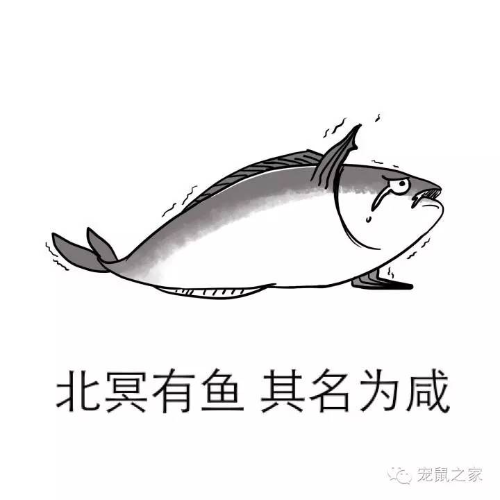 合适学生养的1元宠物,双鱼座合适养什么宠物