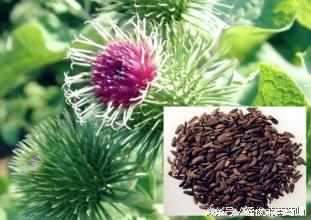 中药小故事牛蒡子,利咽中药牛蒡子