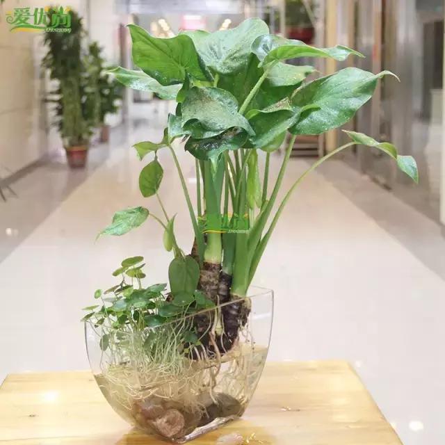 超实用水培植物怎么养,最合适懒人养的4种水培植物