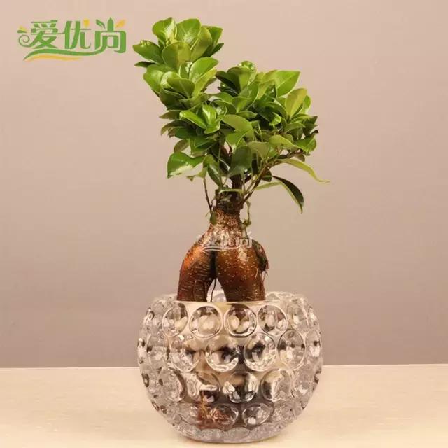 超实用水培植物怎么养,最合适懒人养的4种水培植物