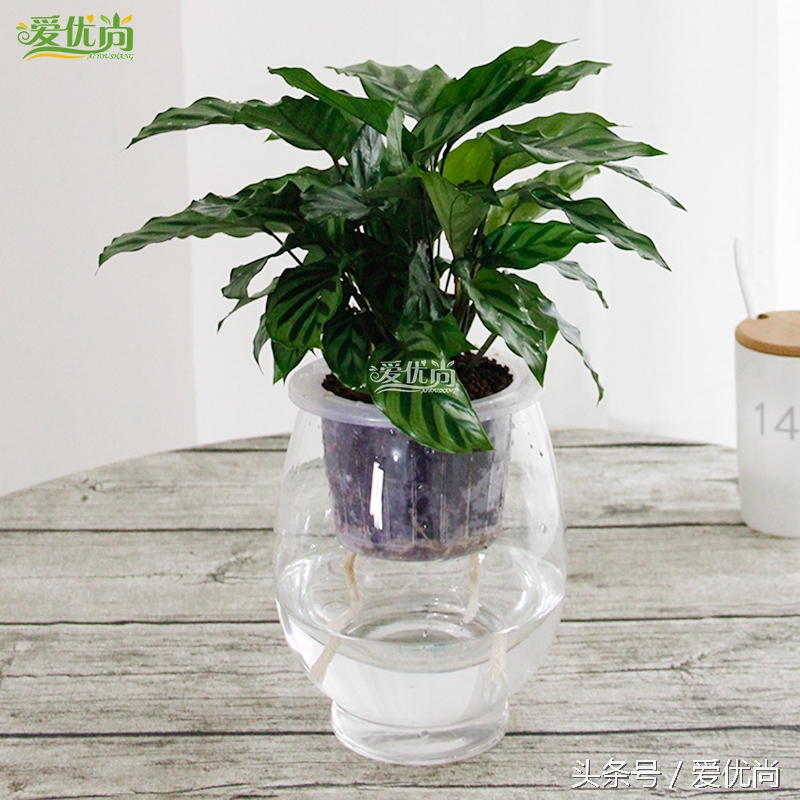 超实用水培植物怎么养,最合适懒人养的4种水培植物