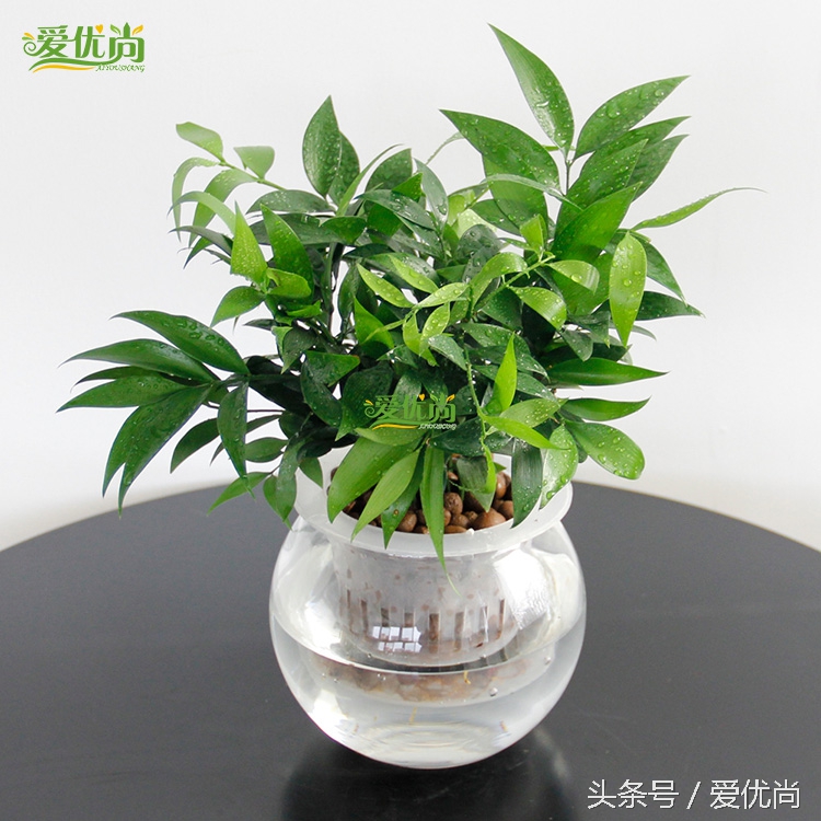 超实用水培植物怎么养,最合适懒人养的4种水培植物