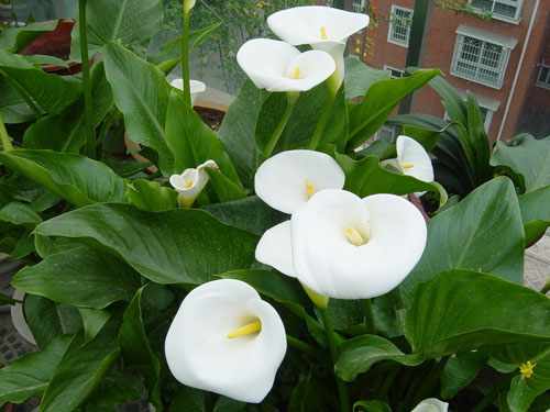 每日一花：马蹄莲总理喜爱的花儿