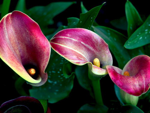 每日一花：马蹄莲总理喜爱的花儿