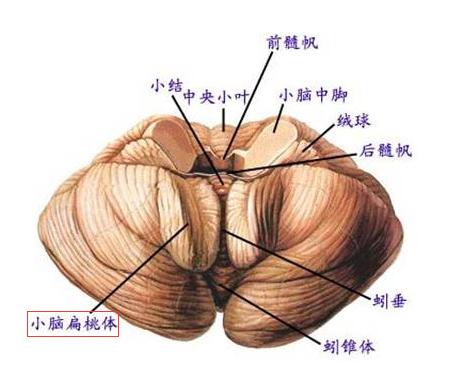 chiari畸形手术后多久能够恢复,Chiari畸形一定要手术吗