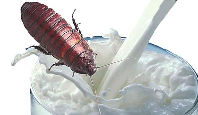 打不死的小强蟑螂真的打不死吗,打不死的蟑螂小强