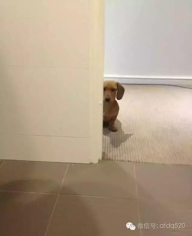 主人上厕所狗狗会想什么,狗狗为什么在上厕所时会看着你