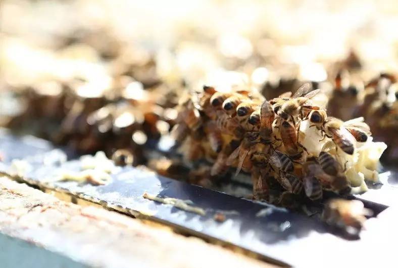 老中医蜂蜜系列,老中医秘制蜂蜜