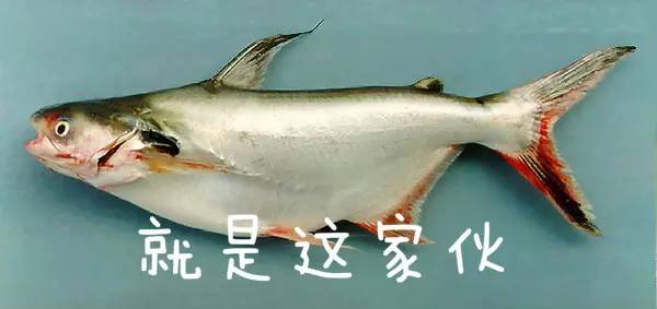 别买错了这9种鱼最合适宝宝吃,什么鱼合适宝宝吃没有刺