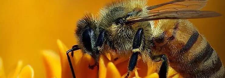 老中医蜂蜜系列,老中医秘制蜂蜜