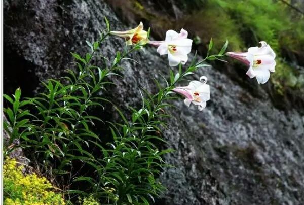 花朵语录唯美句子,夕阳西下花朵的唯美句子