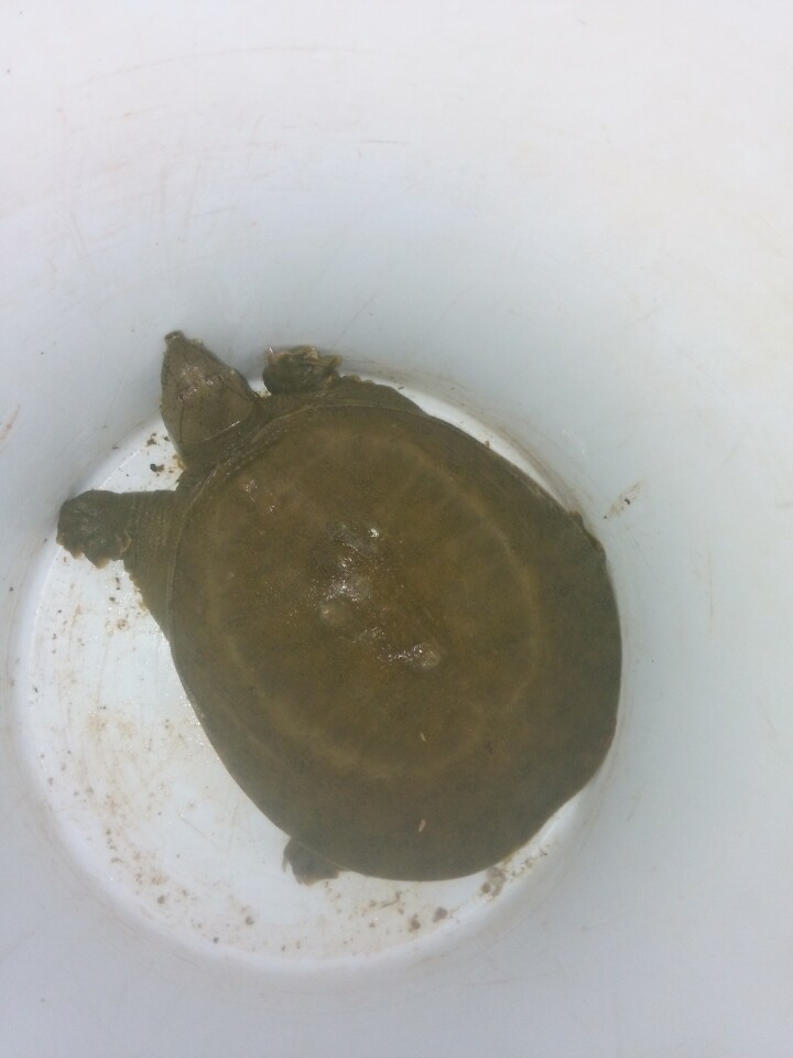 閽撶殑鐢查奔杩樿兘娲诲悧,閽撲笂鏉ョ殑鐢查奔鏈夊繉璁冲悧