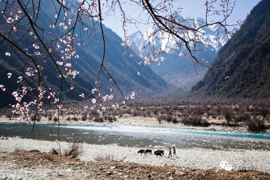 去西藏林芝旅行,去西藏林芝有什么风景