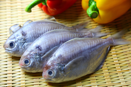 白鲳鱼和肉鲳鱼,白鲳鱼和肉鲳鱼哪种好