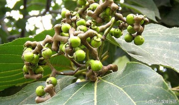 家门口的这棵树，药食功能居然这么大？