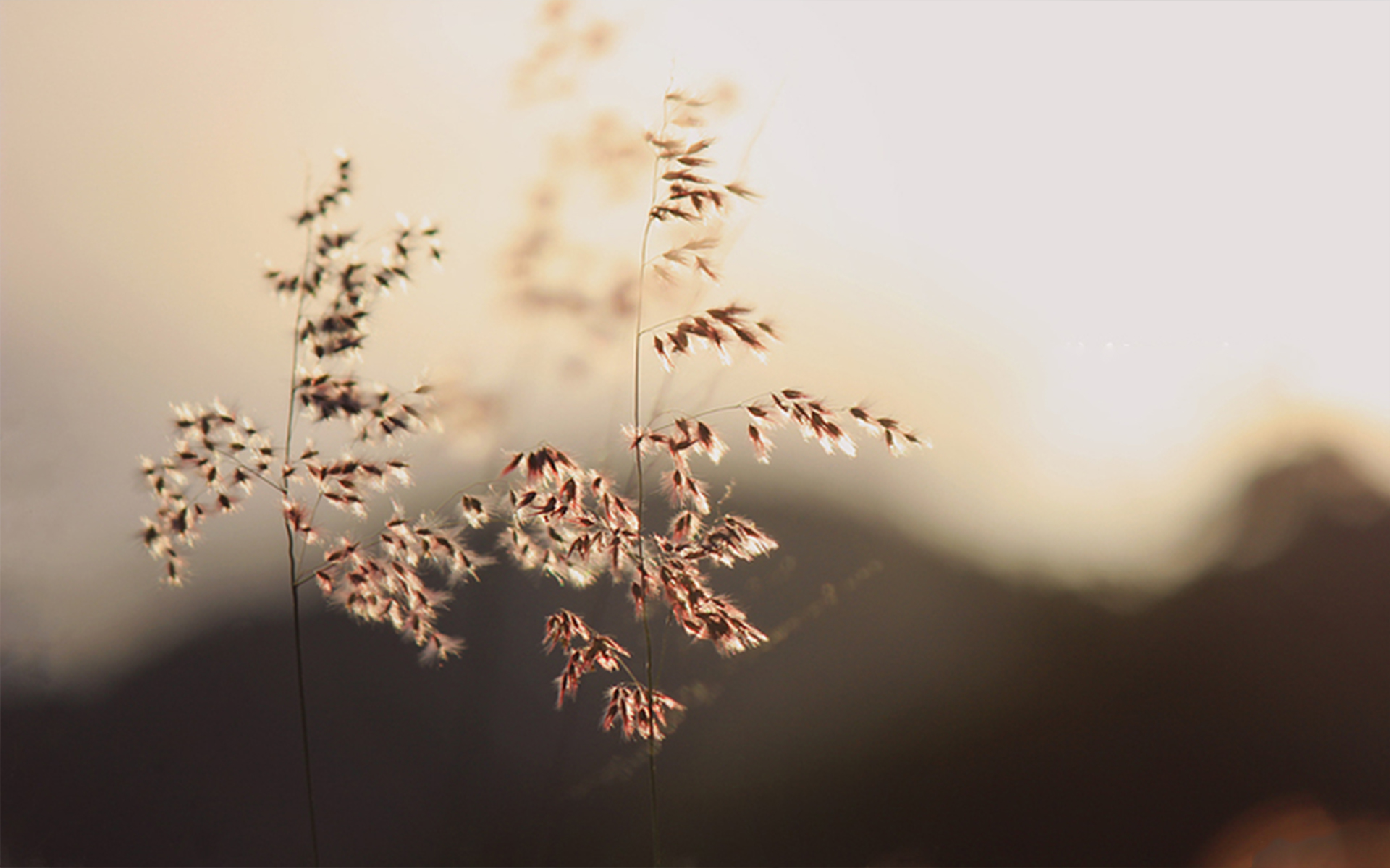 爱情语录倘若能够忘却我愿携爱而行