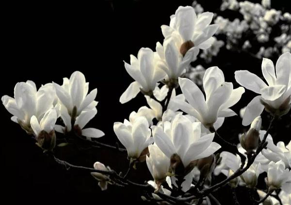花朵语录唯美句子,夕阳西下花朵的唯美句子