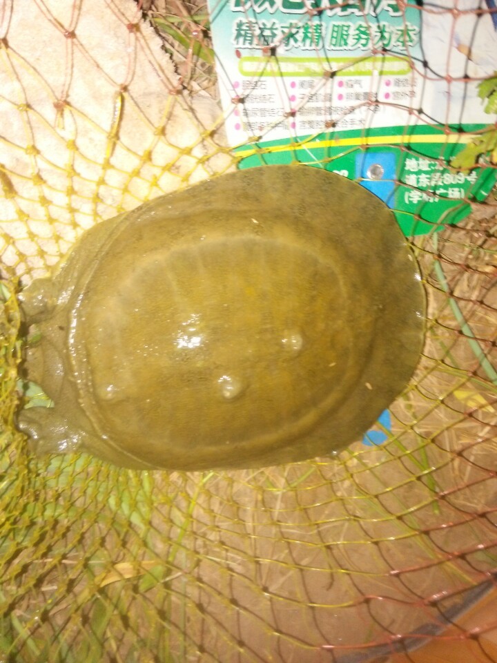 閽撶殑鐢查奔杩樿兘娲诲悧,閽撲笂鏉ョ殑鐢查奔鏈夊繉璁冲悧