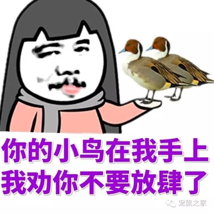 合适学生养的1元宠物,双鱼座合适养什么宠物