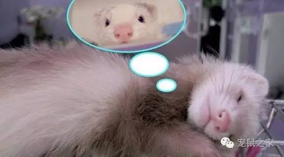 合适学生养的1元宠物,双鱼座合适养什么宠物