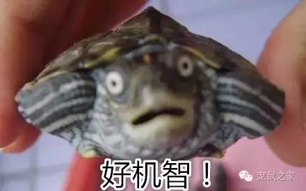 合适学生养的1元宠物,双鱼座合适养什么宠物