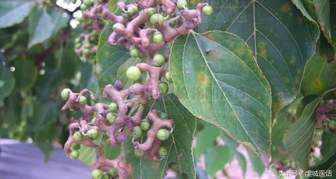 家门口的这棵树，药食功能居然这么大？