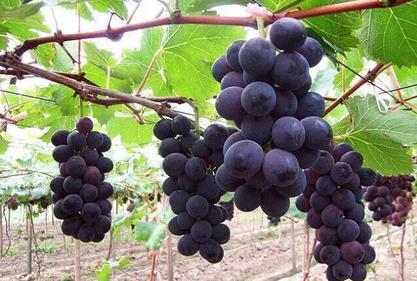 南方葡萄盆栽栽培技术,南方早熟葡萄新品种