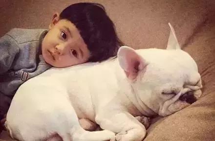 狗狗可爱的视频1-3岁,可爱的狗狗的视频免费看