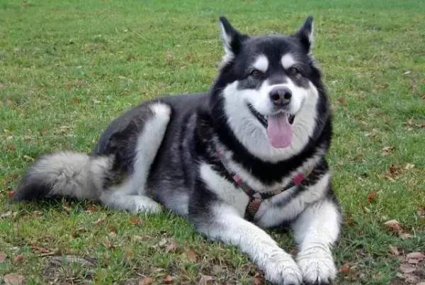 各种狗的身价排行榜,宠物狗什么狗最便宜还好看