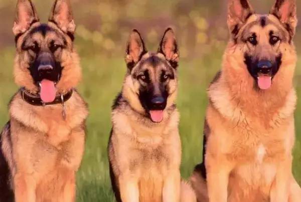 各种狗的身价排行榜,宠物狗什么狗最便宜还好看