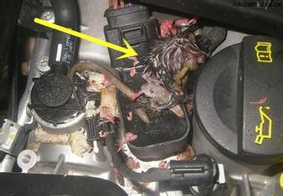 女司机闻到一股烧焦的味道,女司机车内发出恶臭