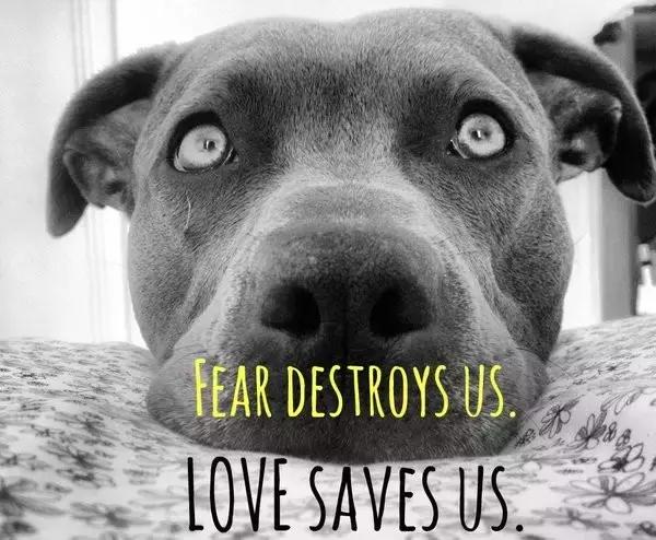 比特犬可爱的一面,比特犬没想象中的可怕