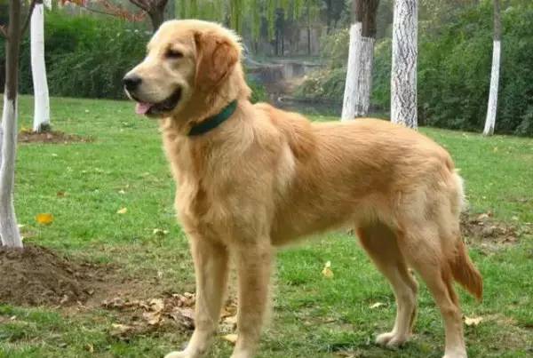 各种狗的身价排行榜,宠物狗什么狗最便宜还好看