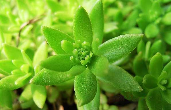 养肝的有一种草叫什么草,山上一种野草能治肝硬化叫什么草