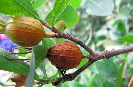 失眠心火旺吃什么降火最快,心火亢盛心烦失眠表现