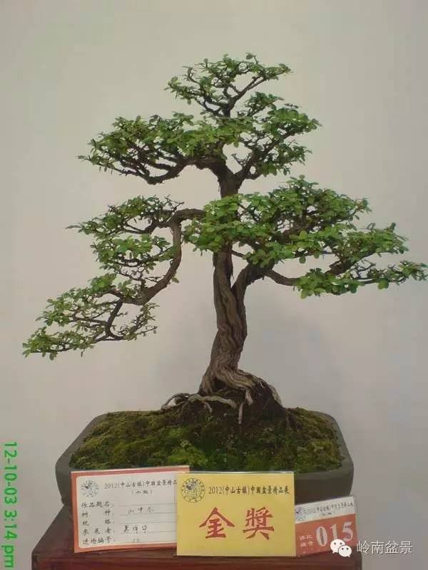 新手盆景入门视频,新手入手什么盆景