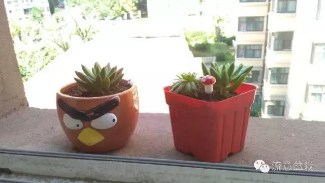 刚买回来的水培多肉怎么养,水培多肉和湿培多肉哪种好