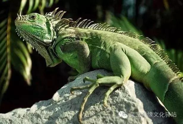 稀有的鬣蜥品种,最受欢迎蜥蜴宠物