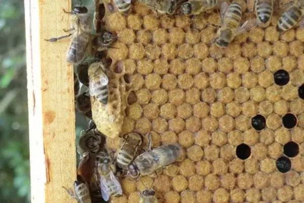 老中医蜂蜜系列,老中医秘制蜂蜜