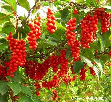 喝补肝肾的中药能喝酒吗,祛湿的中药对肝和肾伤害大吗