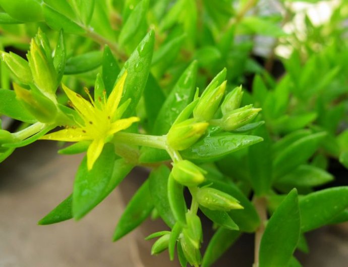 养肝的有一种草叫什么草,山上一种野草能治肝硬化叫什么草