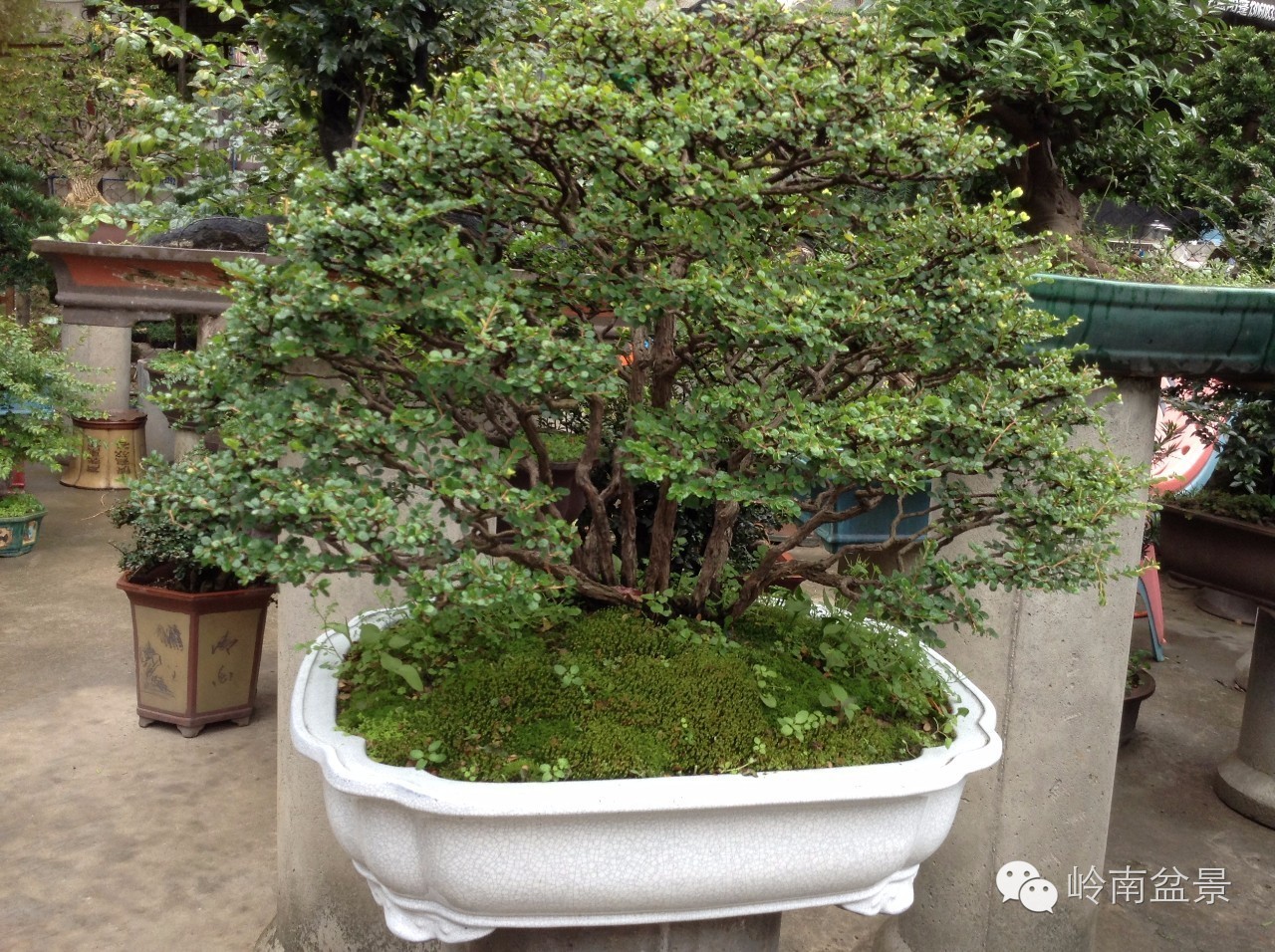 新手盆景入门视频,新手入手什么盆景