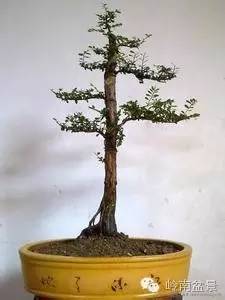 新手盆景入门视频,新手入手什么盆景