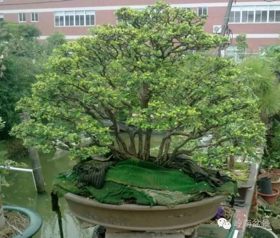 新手盆景入门视频,新手入手什么盆景